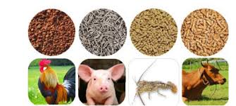 Đăng ký khảo nghiệm thức ăn chăn nuôi, thủy sản mới