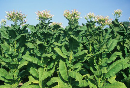 Cấp sửa đổi, bổ sung Giấy chứng nhận đủ điều kiện đầu tư trồng cây thuốc lá